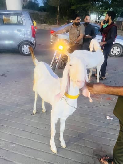 Pure Rajan puri Kanj
