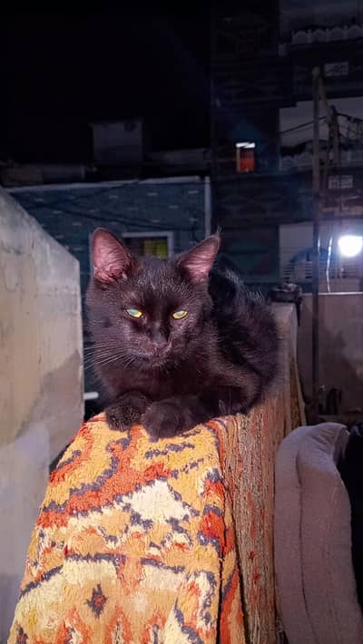 loving cat