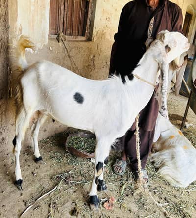 Pair Bakry for sale