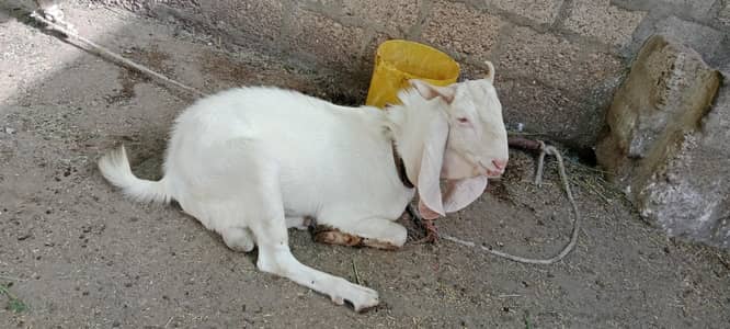 Gulabi Goat
