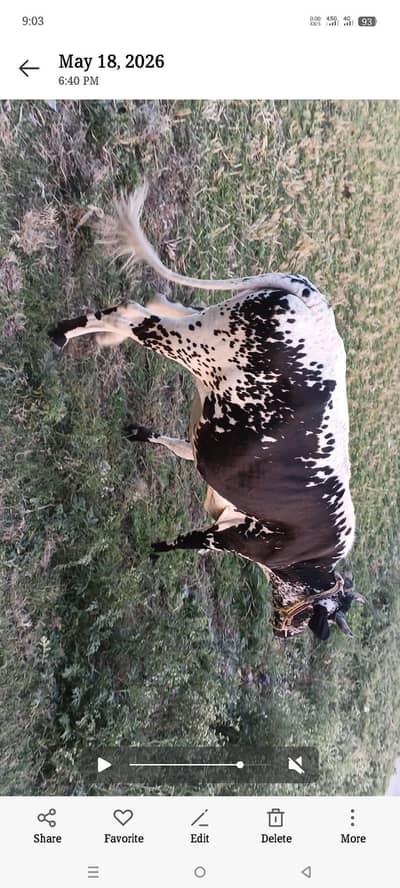 female cow for sale