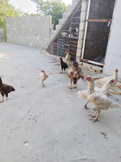 moja golden madi chaye aghr koi exchange krna chata h wo rabta Karen