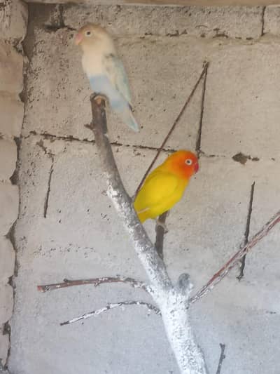 lovebird pair 2000