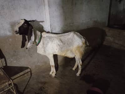 goat for sale
