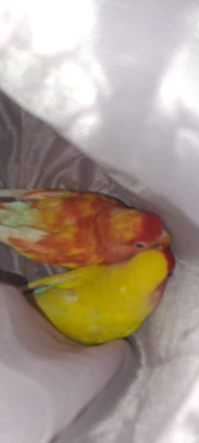 love bird