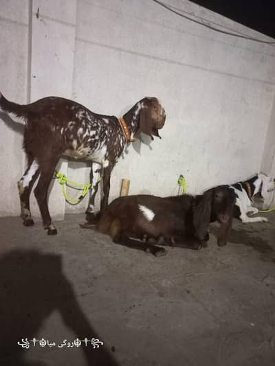 Bakra 13 Month About hai Bakri Dundi hai