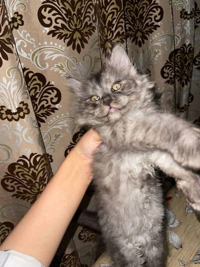 kitten for sale