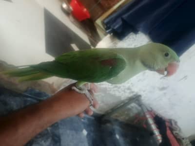 raw parrots  male and female age 3.5 mouths healthy active