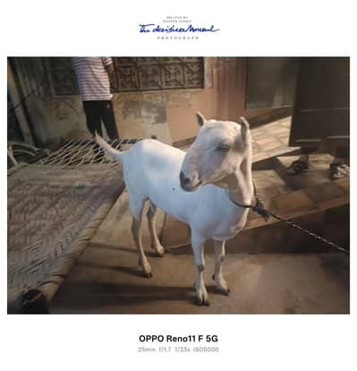 Bakra Barbara for sale