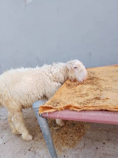 Mundra chatra for sale