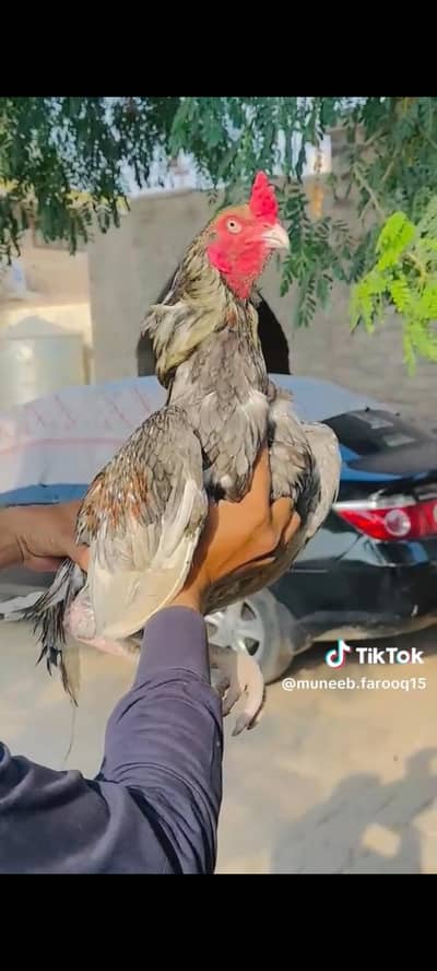 Original Mianwali Pair for Sale