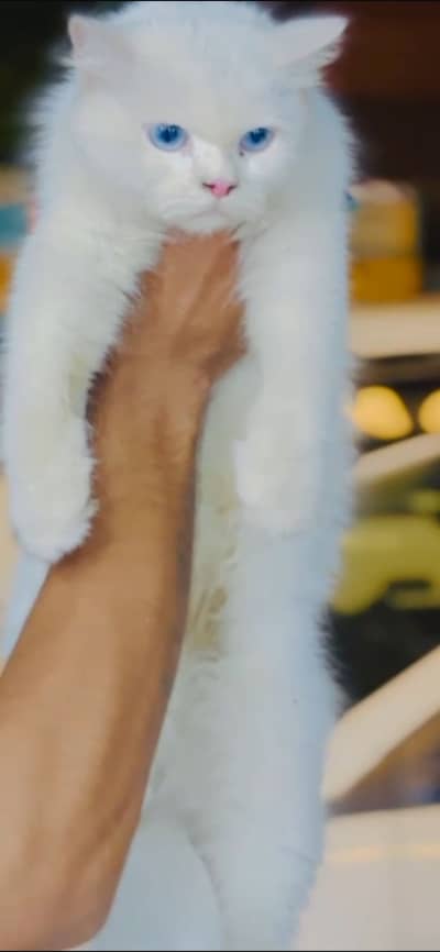 white persian cat