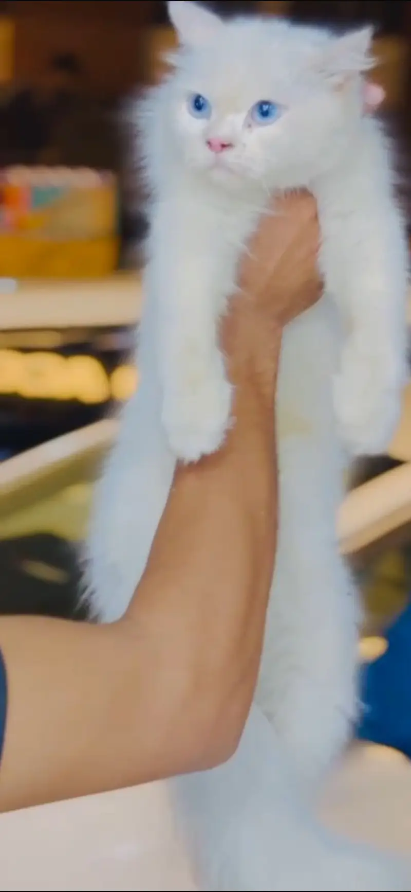 white persian cat — photo 2