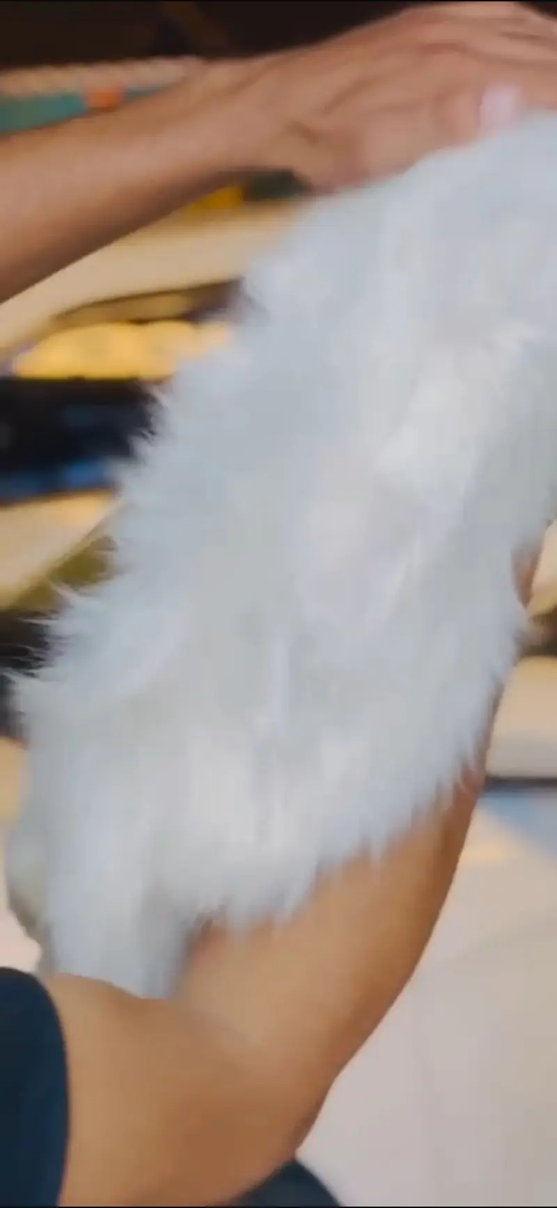 white persian cat — photo 3