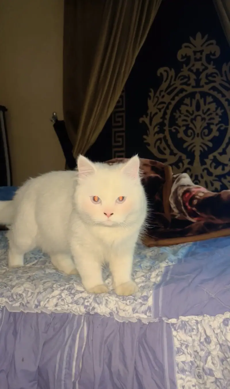 white persian cat — photo 4