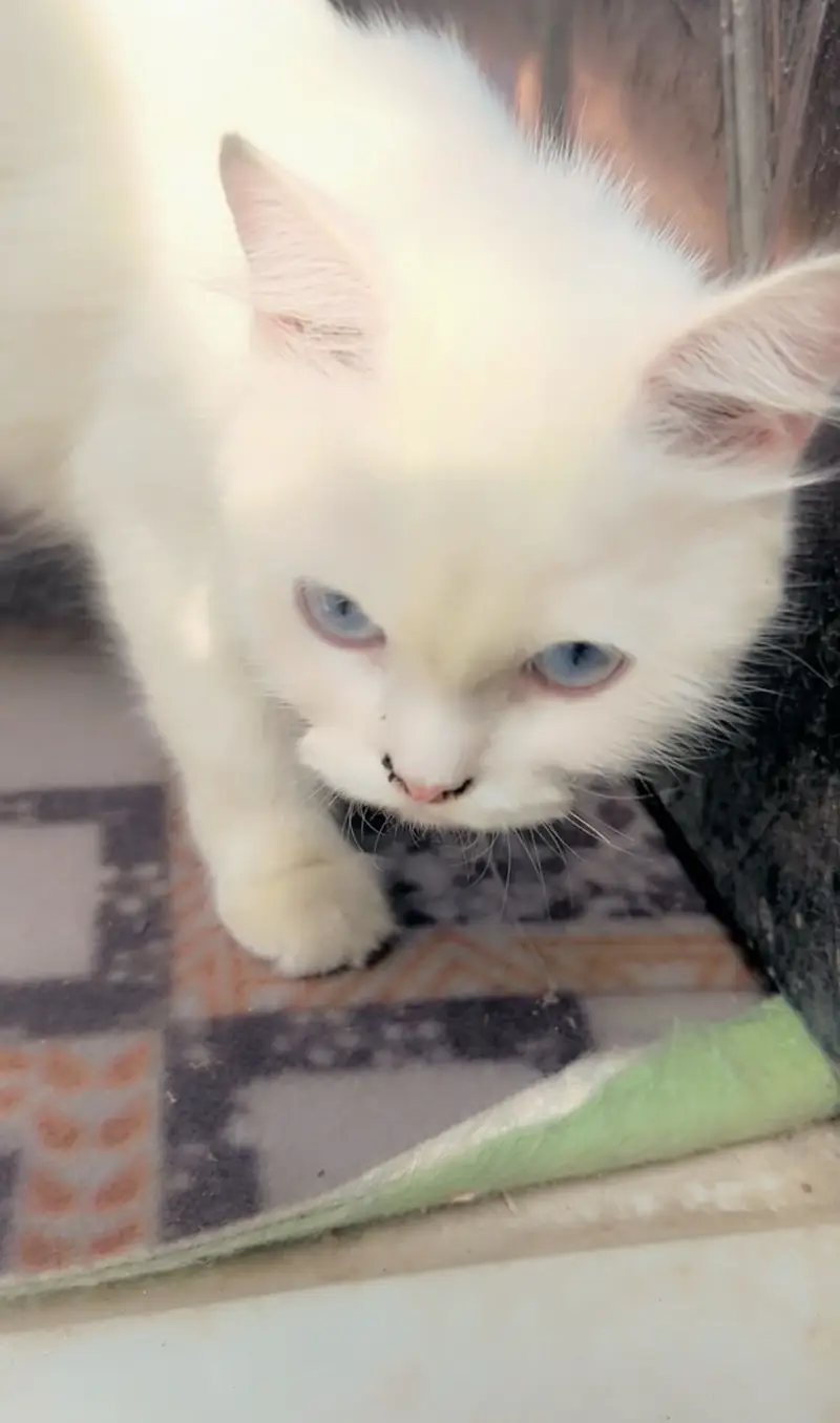 white persian cat — photo 5