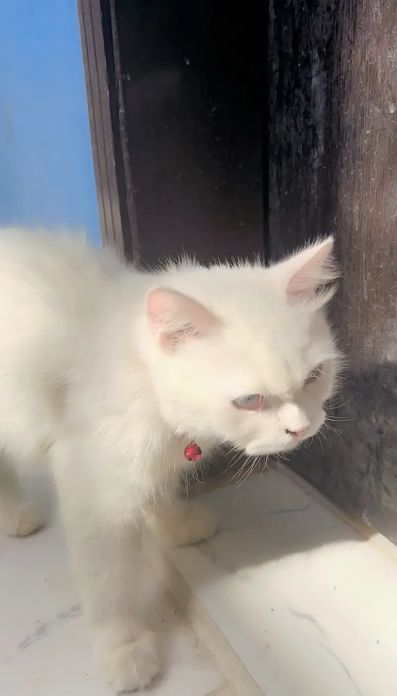 white persian cat — photo 6