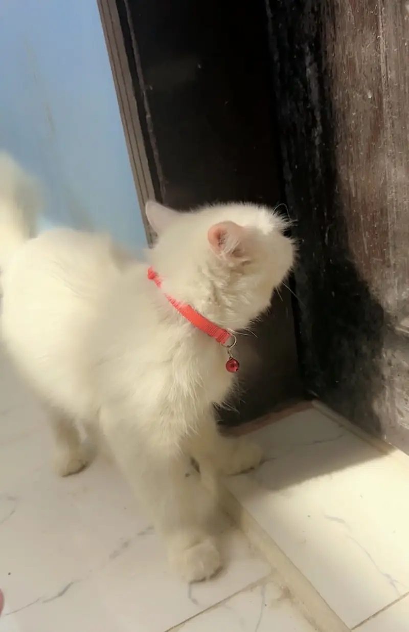 white persian cat — photo 7