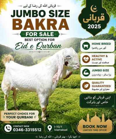 "Jumbo Size Home-Breed Healthy Bakra for Eid Qurbani