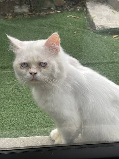 White persian cat