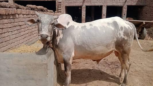 Qurbani Bull Available - Healthy & Active