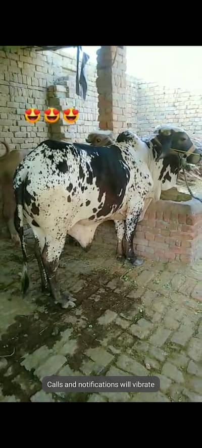  Holstein Friesian Cow For Sale | Qurbani / Dairy | Heavy Weight