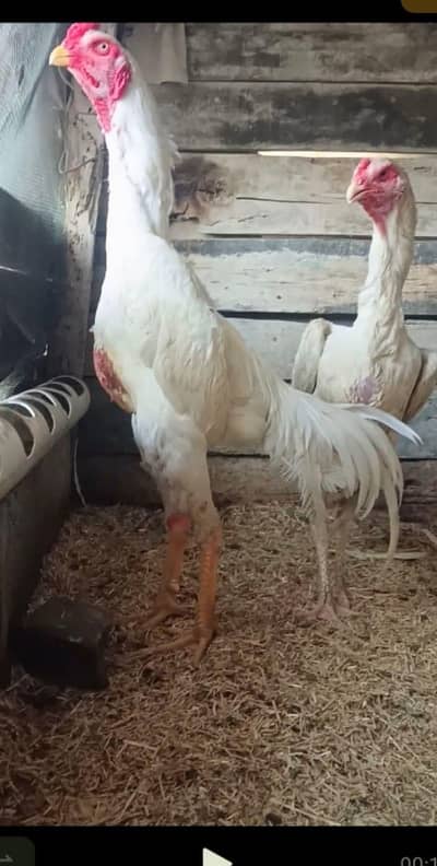 King White Shamoo Chicks & Hens