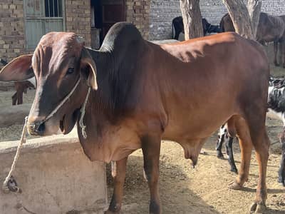 Qurbani Vehra