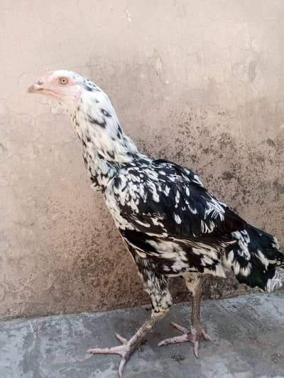 Beautiful and Breeder female