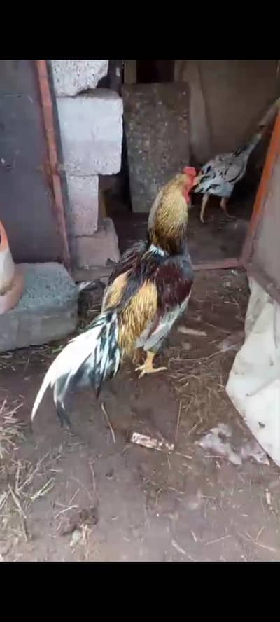 aseel murga or pathy pahtiya for sale urjant cargo available
