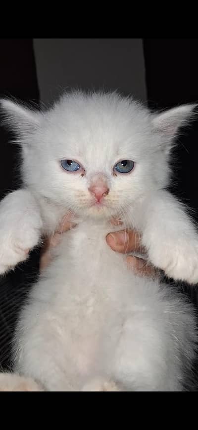 odd White Persian kitten pair
