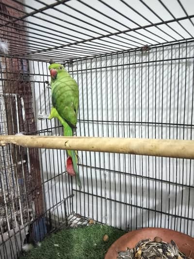 green parrot(cage available)