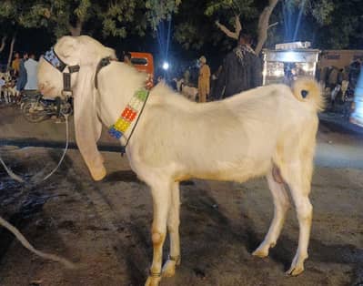 bakra 4 daant Rajan puri gulabi