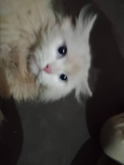 for sale