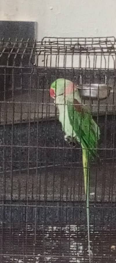 raw parrot tame