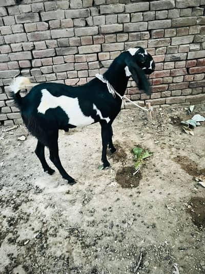 Dhunda Bakra
