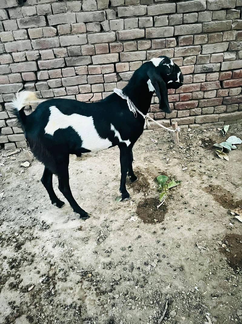 Dhunda Bakra 1