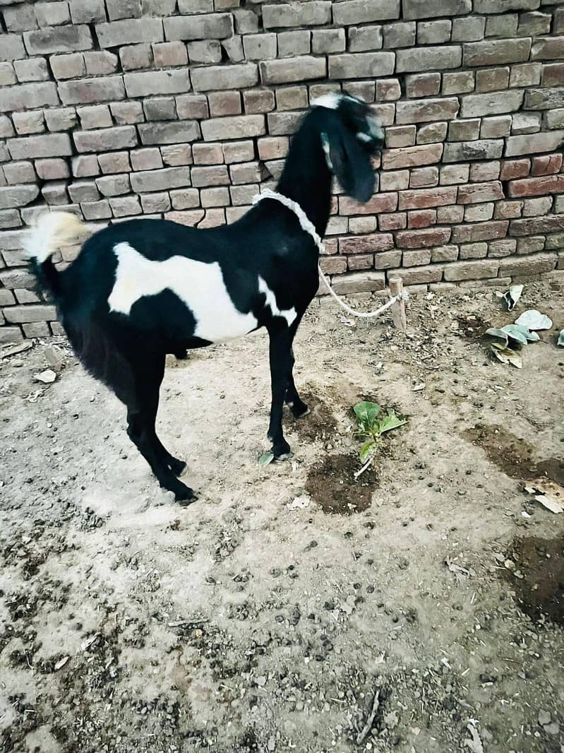 Dhunda Bakra 2