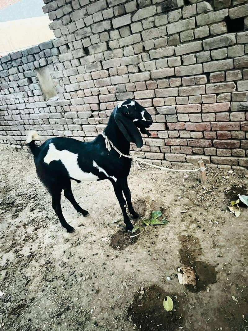 Dhunda Bakra 3