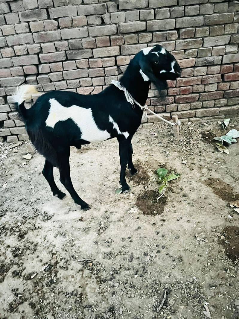 Dhunda Bakra 4