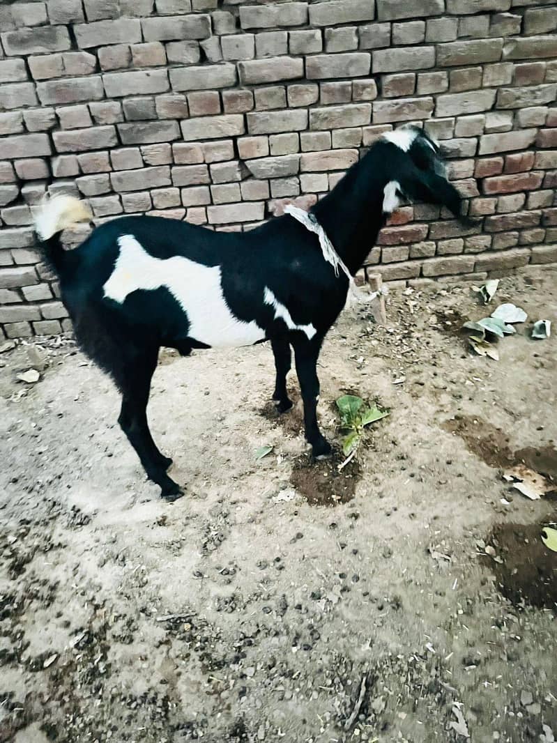 Dhunda Bakra 5