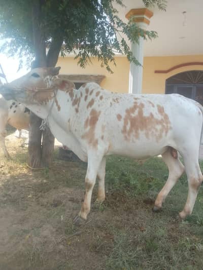 best bull