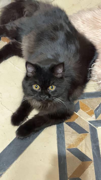 Persian triple cat