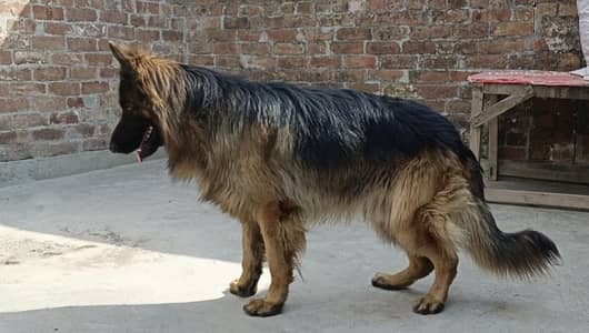 BLACK ten GERMAN SHEPHERED/ PEDIGREE BLACK  GERMAN SHEPHERED