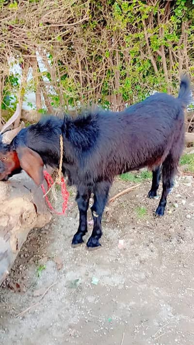 Bakra for sel karna hai korbani ki