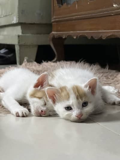 2 hybrid cat male