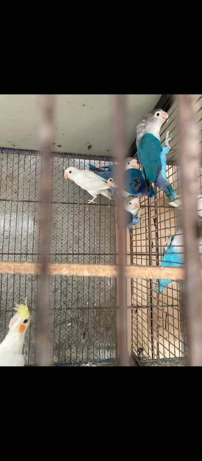 Albino split . Crimeno, parblue,  lotion