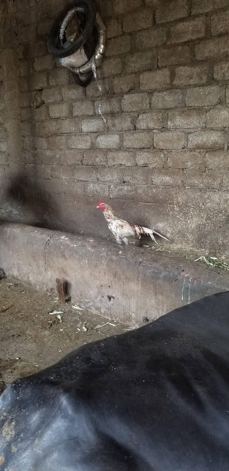 aseel patha 1