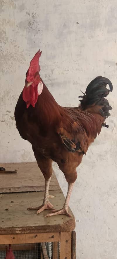Red rooster