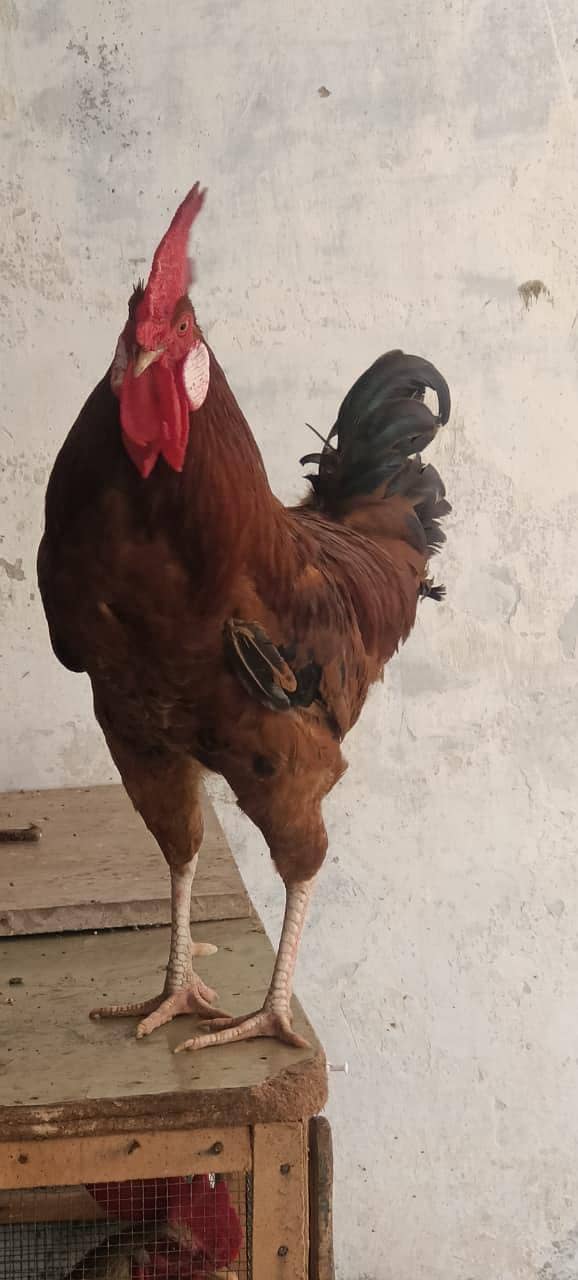 Red rooster 1